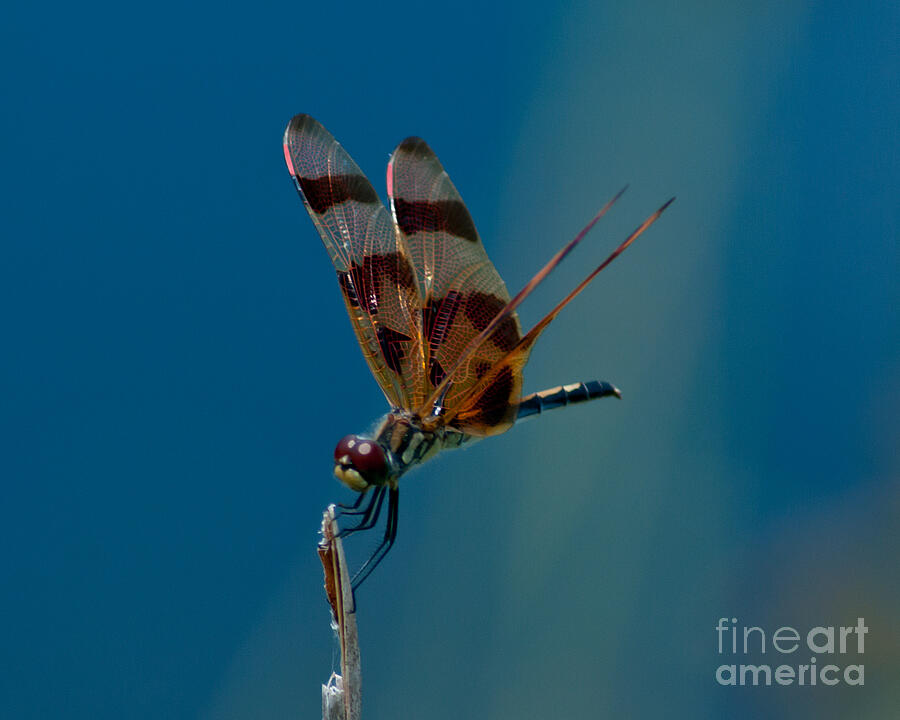 Striped Dragonfly Photograph by Stephen Whalen