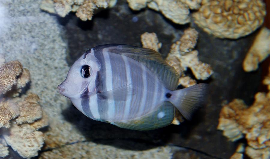 Striped Fish Photograph by Cynthia Guinn