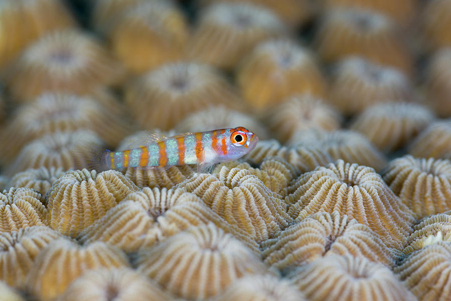 Nature Photograph - Striped Goby Trimma Cana Fish by Reinhard Dirscherl