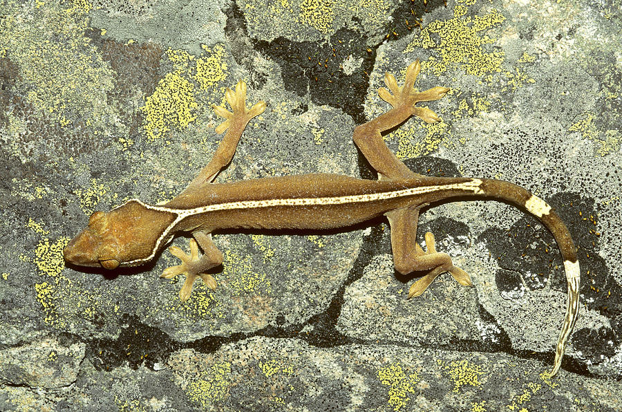 Striped Jungle Gecko Photograph by Karl H. Switak