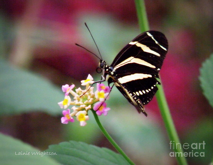 Butterfly Photograph - Striped by Lainie Wrightson