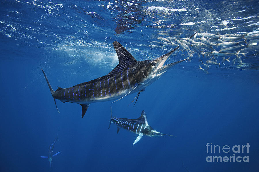 Fish Photograph - Striped Marlin Feeding On Baitball Of Sardines by Brandon Cole