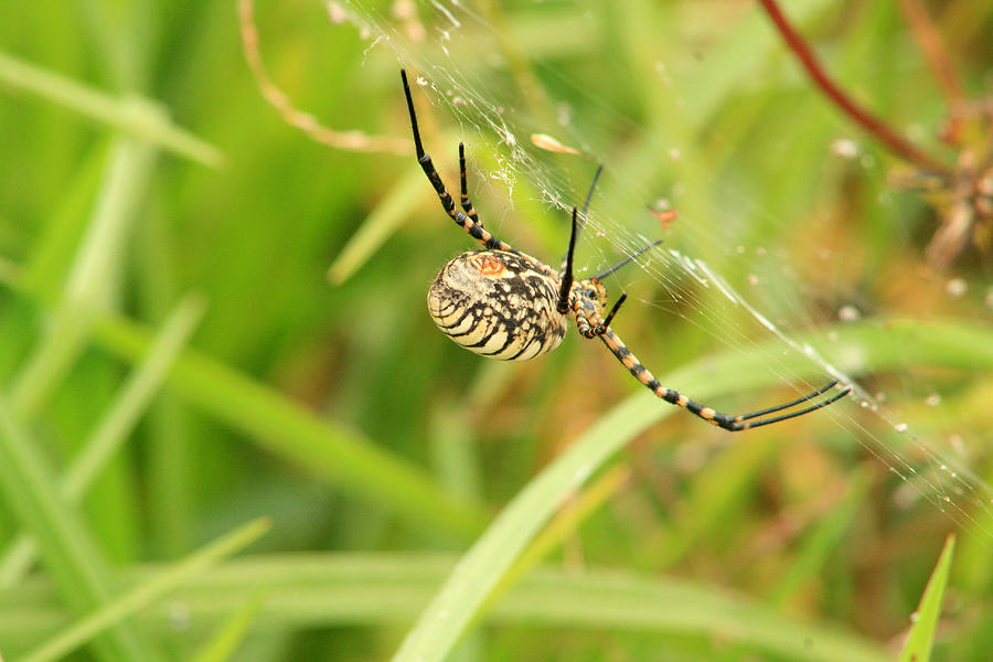 What spider is black with white spots on back legs? Yahoo Answers