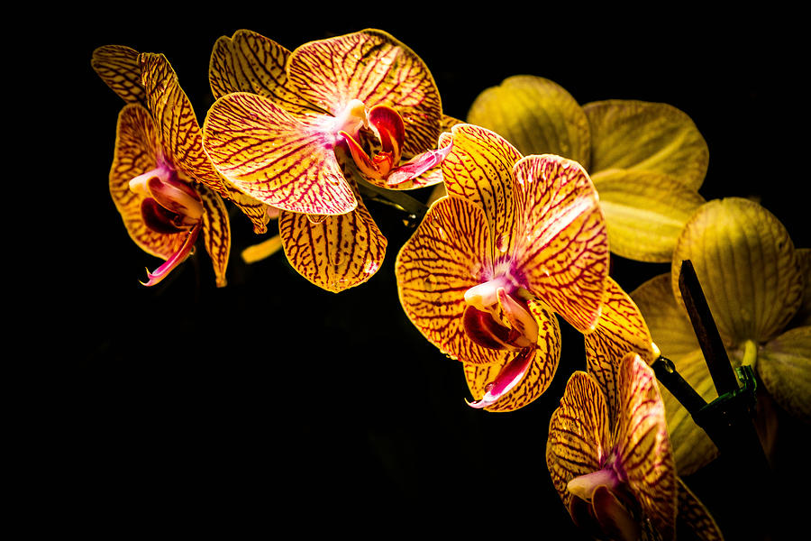 Striped Orchids 2 Photograph by George Kenhan