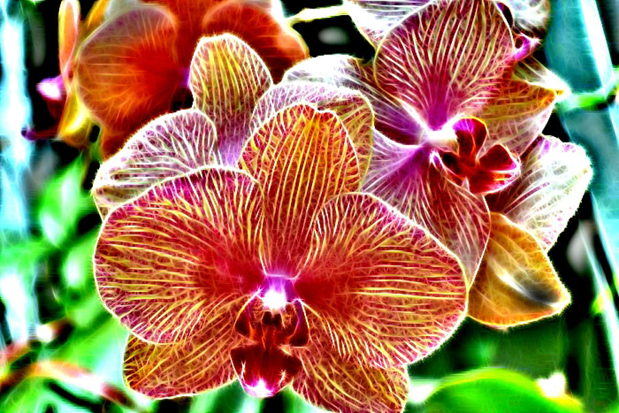 Striped Orchids Digital Art