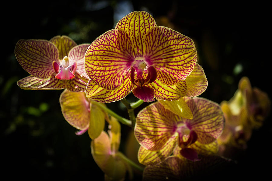 Striped Orchids Photograph by George Kenhan