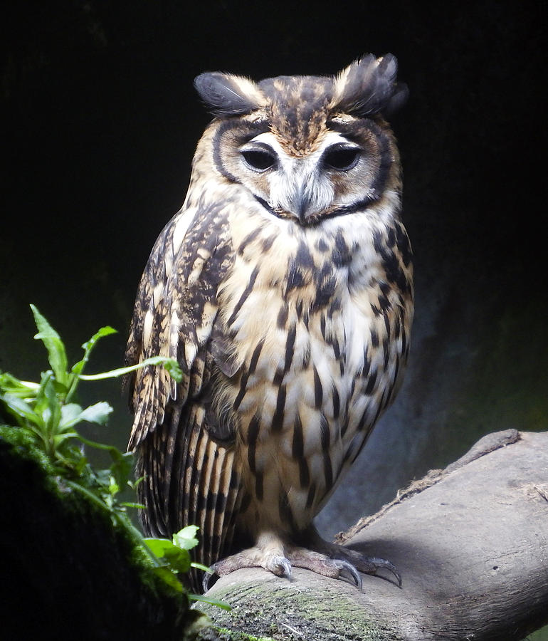 Owl Photograph - Striped Owl by Kurt Van Wagner