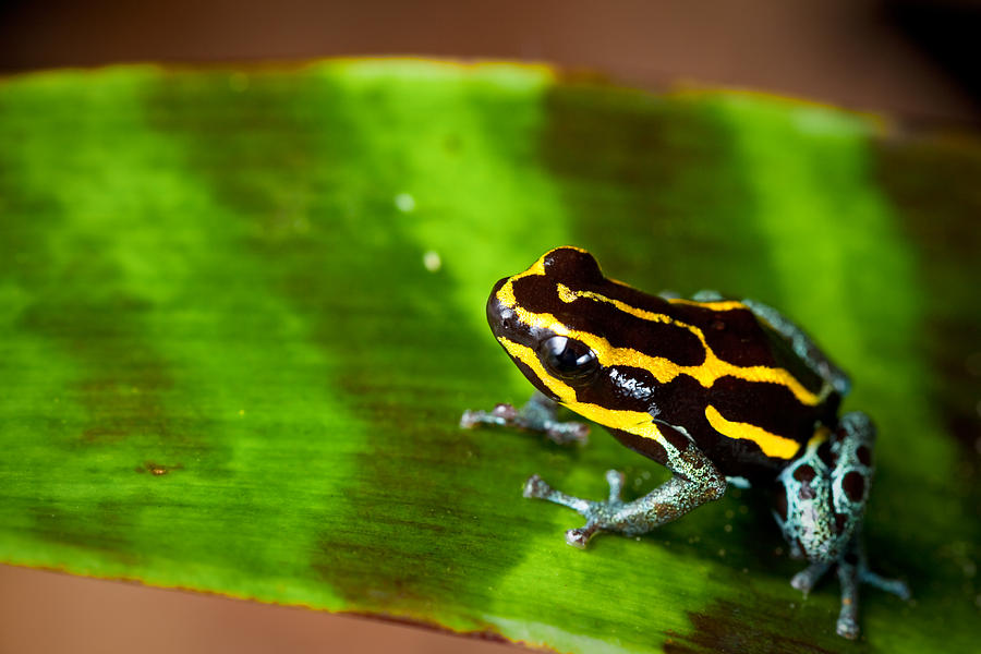 Striped Poison Dart Frog Photograph by Dirk Ercken - Fine Art America