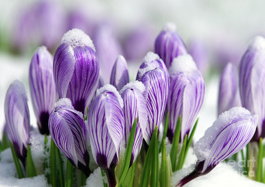 Striped Purple Crocuses in the Snow Photograph by Sharon Talson