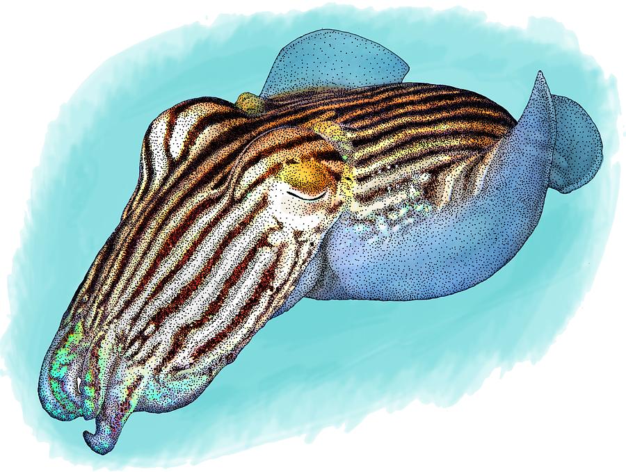 Striped Pyjama Squid Photograph by Roger Hall