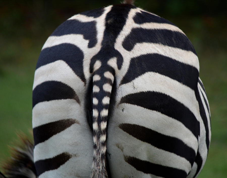 Striped Rear View Photograph by Maggy Marsh