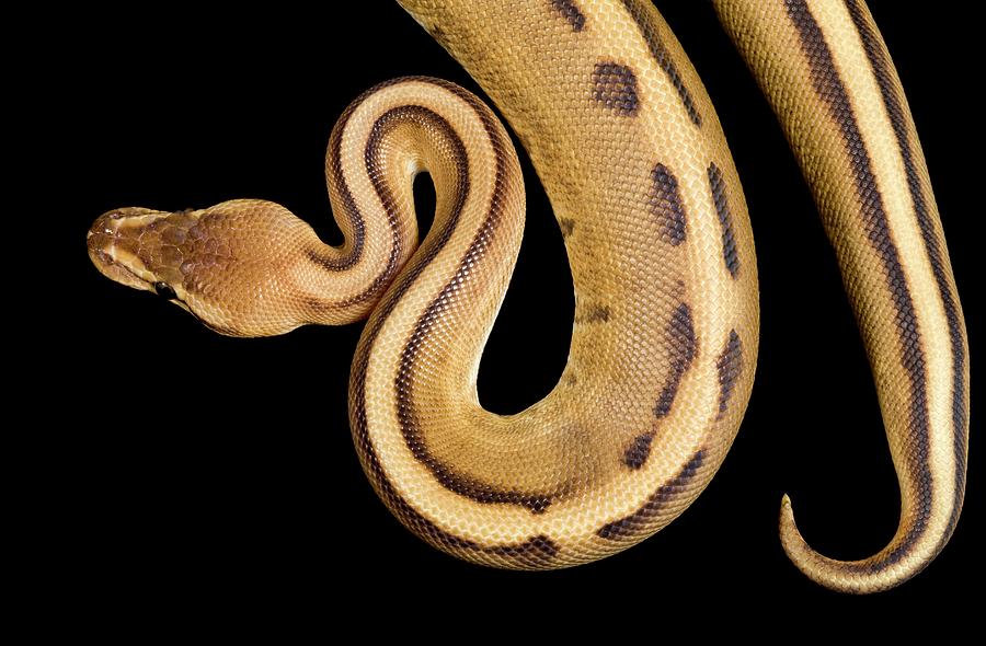 Striped Royal Python Photograph by Pascal Goetgheluck/science Photo Library Pixels