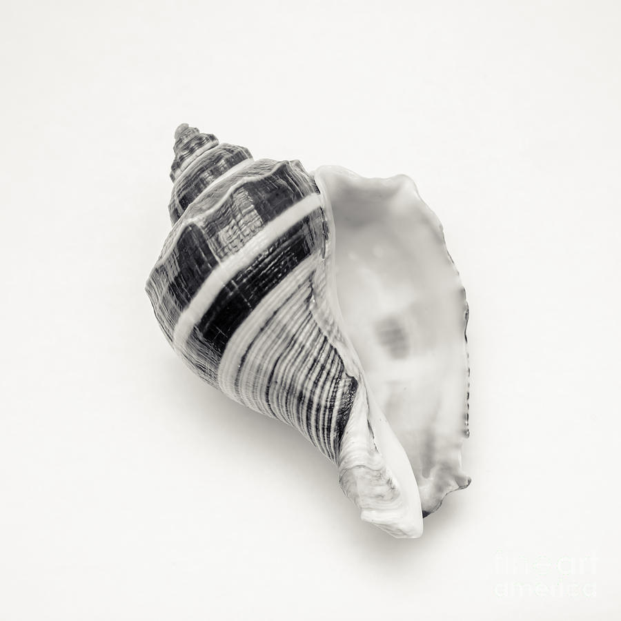Black And White Photograph - Striped Sea Shell 2 by Lucid Mood