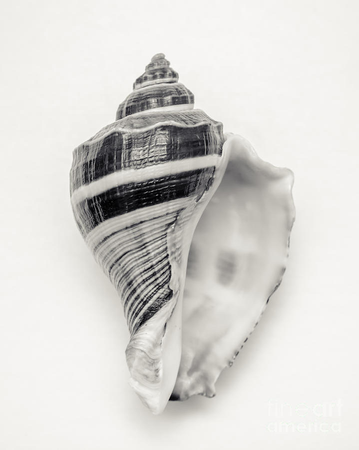Black And White Photograph - Striped Sea Shell by Lucid Mood