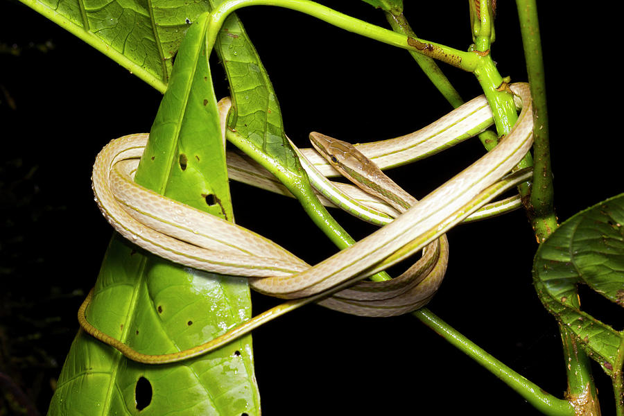 Striped Sharpnose Snake Photograph by Dr Morley Read