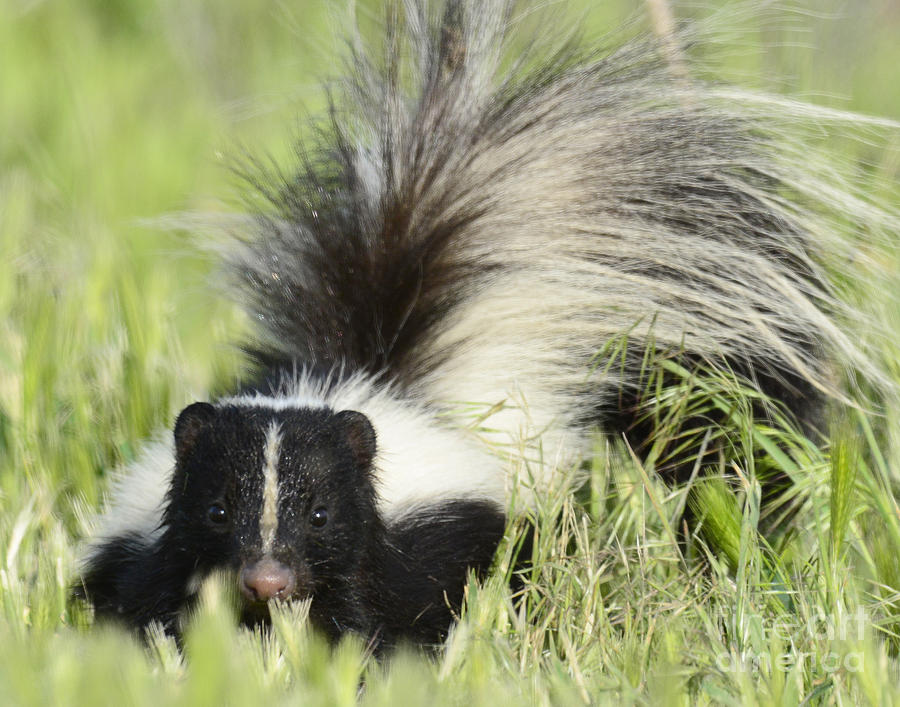 Striped Shunk by Dennis Hammer