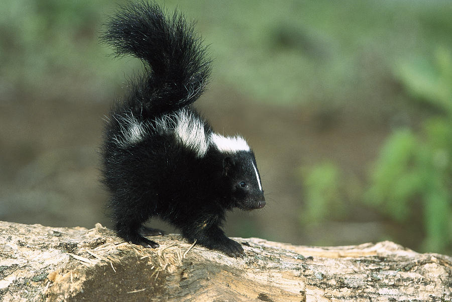Striped Skunk Kit With Tail Raised Photograph by Konrad Wothe