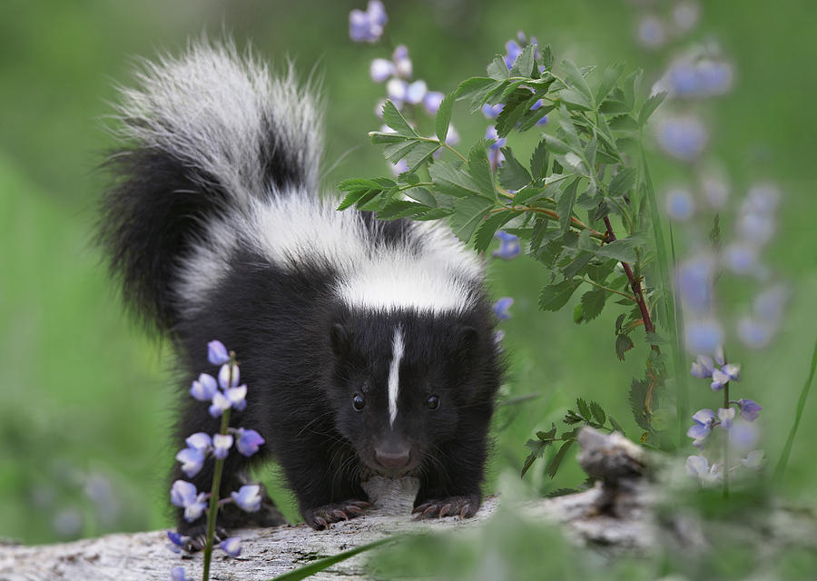 Striped Skunk Kit Photograph by Tim Fitzharris