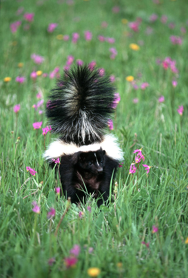 Striped Skunk - Mephitis mephitis - NatureWorks