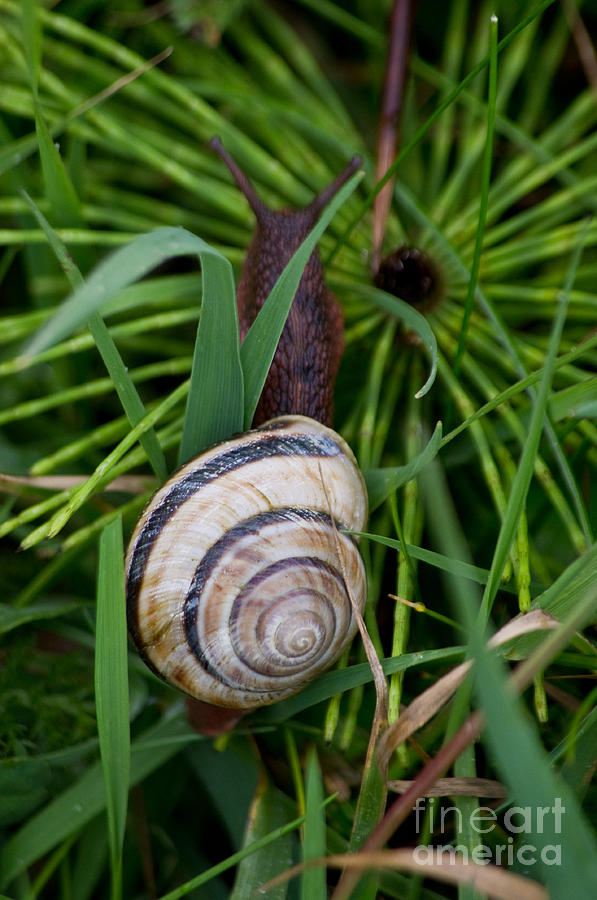 Striped Snail On Horsetail Photograph by Adria Trail