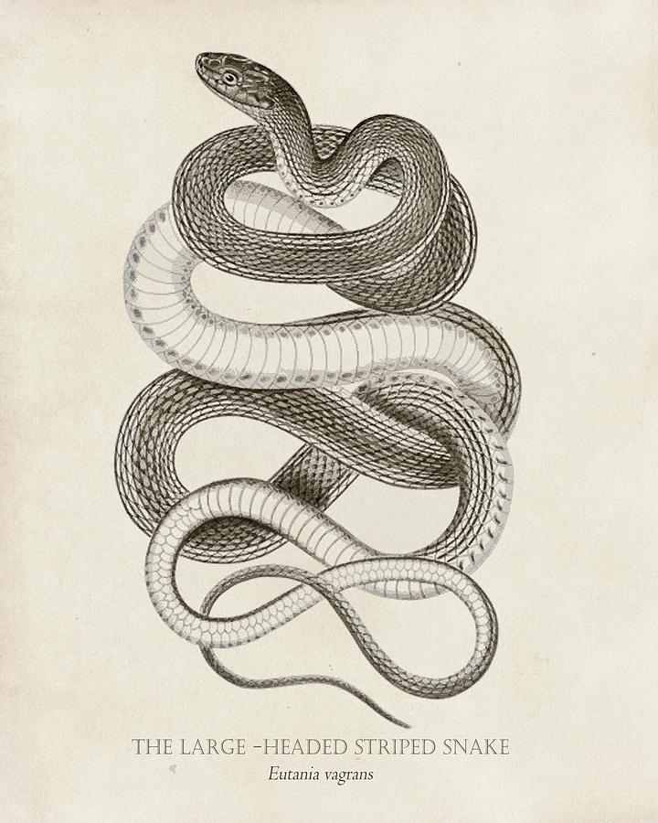 Snake (Garter) Drawing Lesson