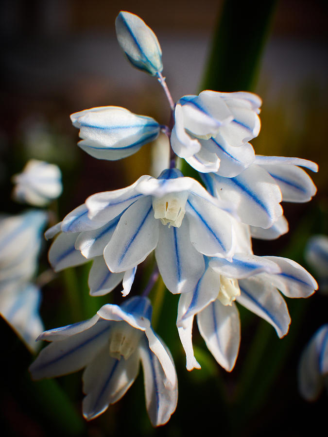 Striped Squill Photograph