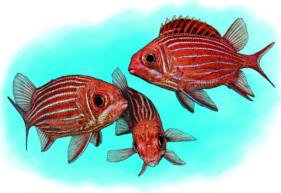 Striped Squirrelfish Photograph by Roger Hall