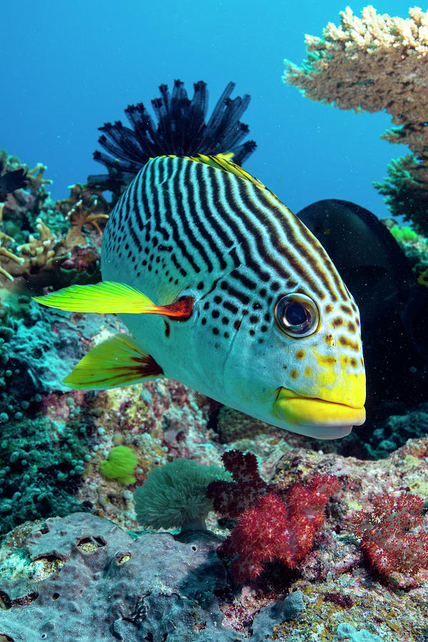 Striped Sweetlips On A Reef Photograph by Louise Murray