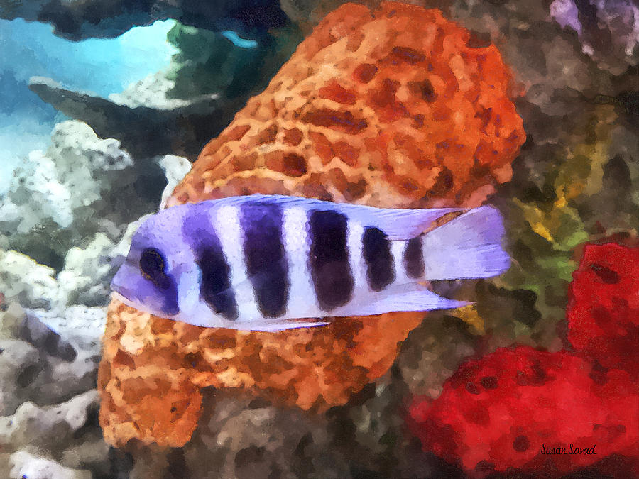 Fish Photograph - Striped Tropical Fish Frontosa by Susan Savad