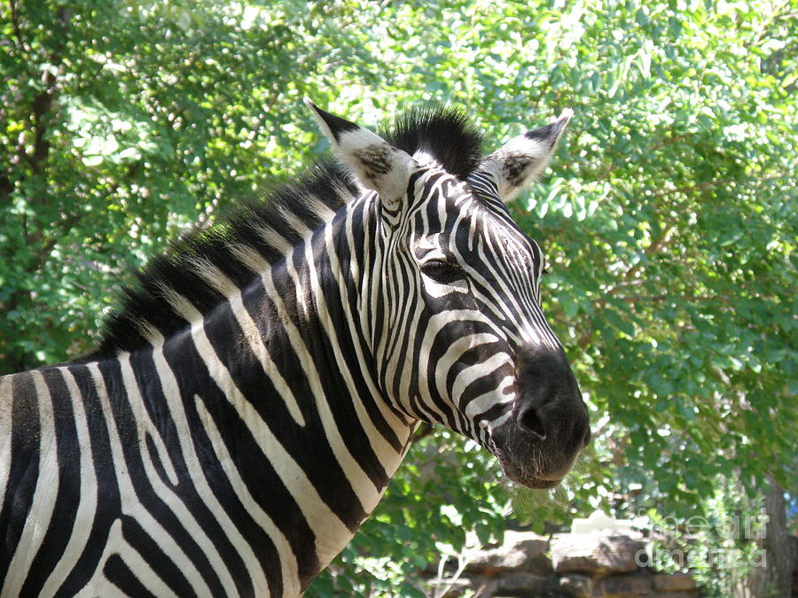 Striped Zebra Photograph by DejaVu Designs