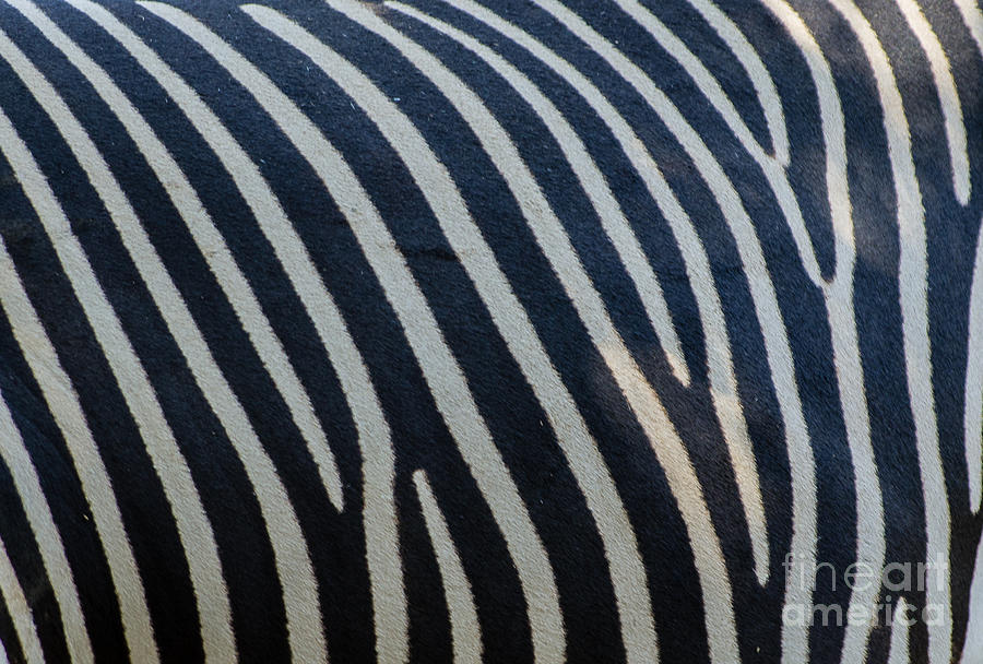 Zebra Photograph - Stripes 5.2752 by Stephen Parker