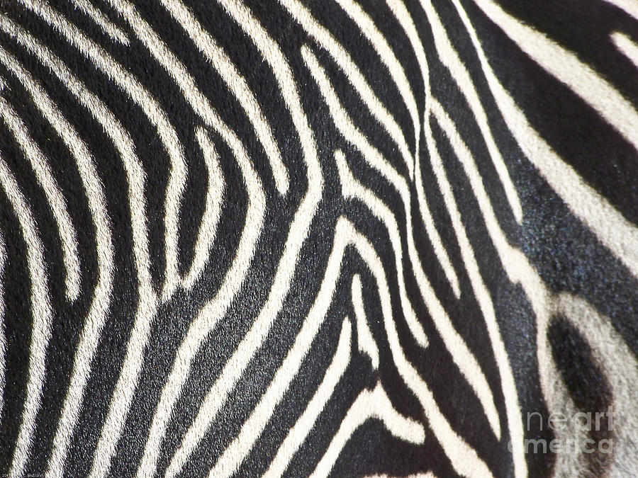 Animal Photograph - Stripes and Ripples by Kathy McClure