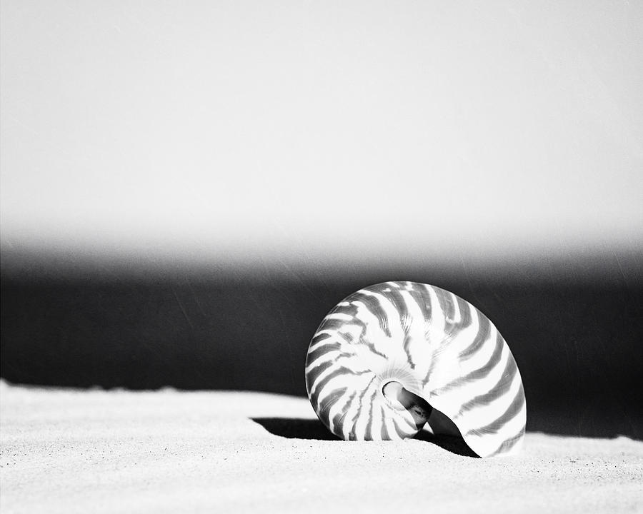 Black And White Photograph - Striped Seashell on the Beach by Carolyn Cochrane Black And White Photograph - Striped Seashell on the Beach by Carolyn Cochrane