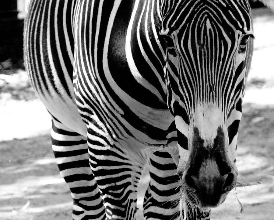 Zebra Photograph - Stripes by Cindi Castro