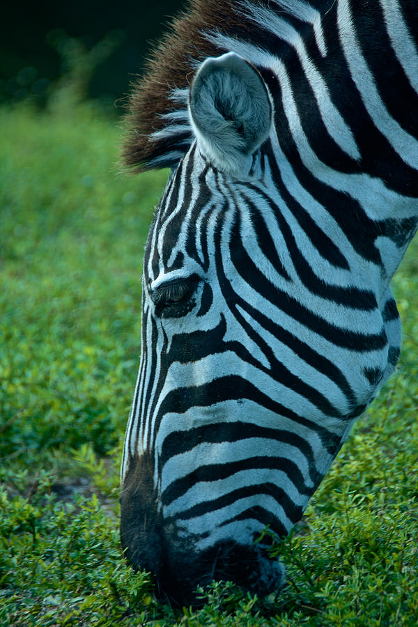 Stripes Photograph by Kathi Isserman