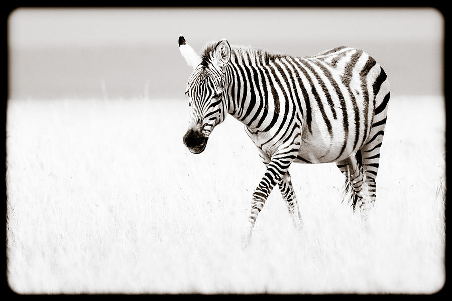 Black And White Photograph - Stripes On The Move by Mike Gaudaur