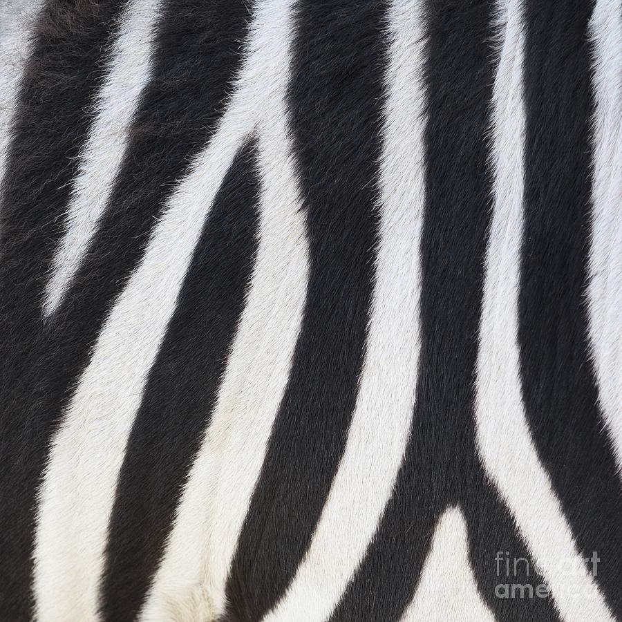 Stripes on Zebra Photograph by Bryan Mullennix