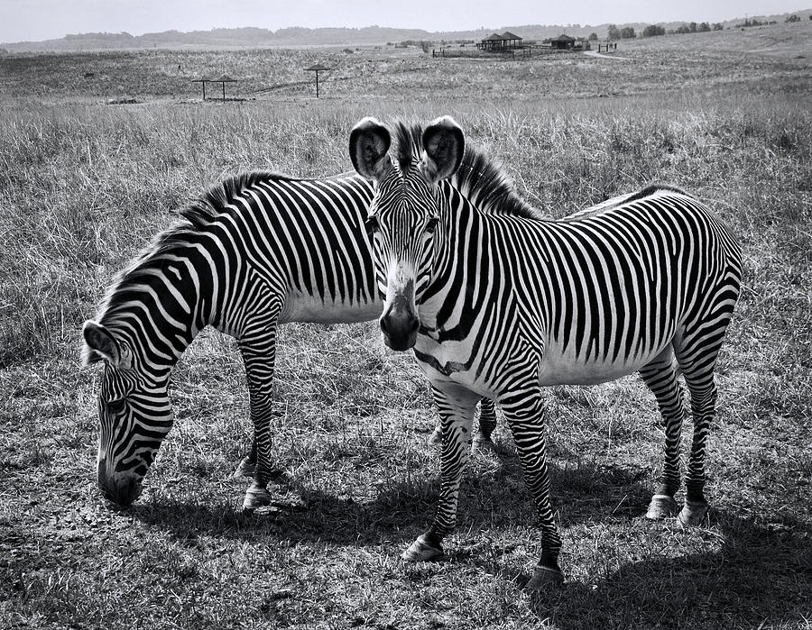 Black And White Photograph - Stripes Duo by Phyllis Taylor