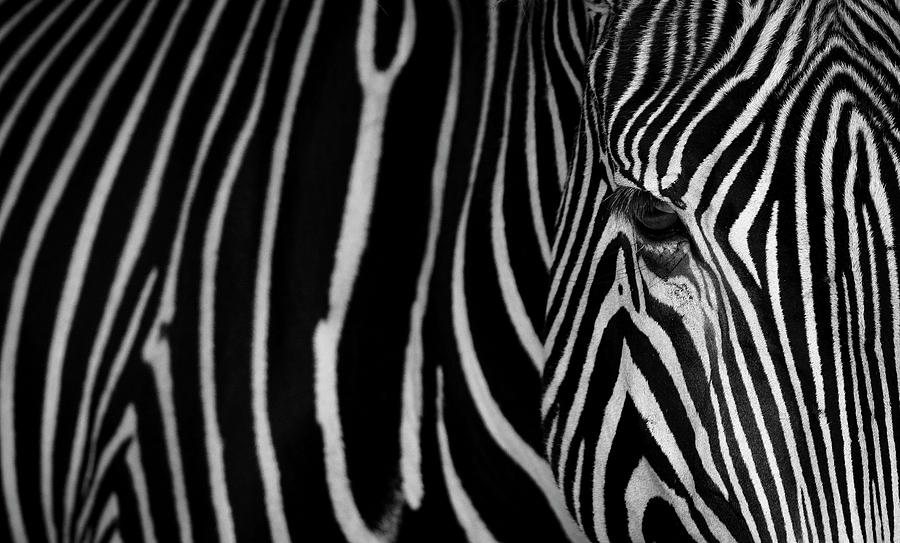 Stripes Photograph by Sergio Saavedra Ruiz