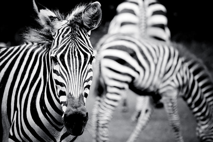 Stripes Stripes Everywhere Photograph by Maggy Marsh