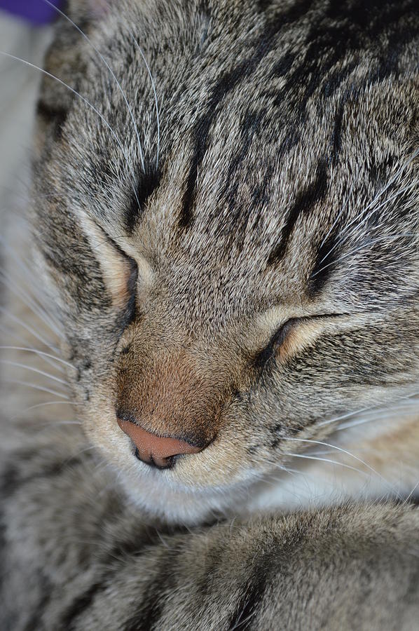 Stripey Photograph by Rebecca Kimmelmann - Fine Art America