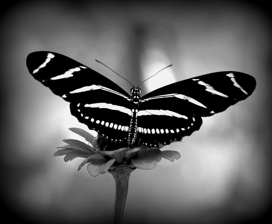 Stripped in Black and White Photograph by Sheri McLeroy