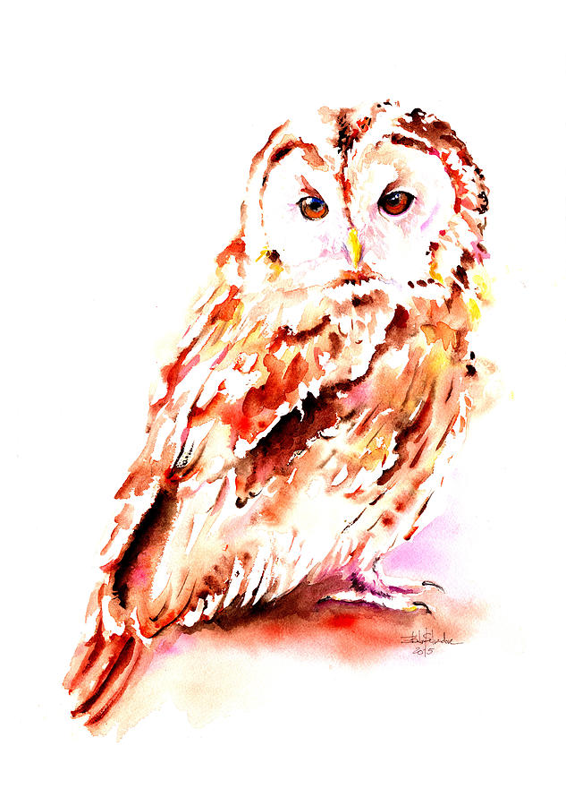 Owl Painting - Strix aluco by Isabel Salvador