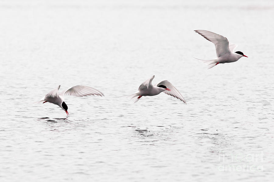 Fish Photograph - Stroboscopic study of flying Arctic Tern over lake by Stephan Pietzko