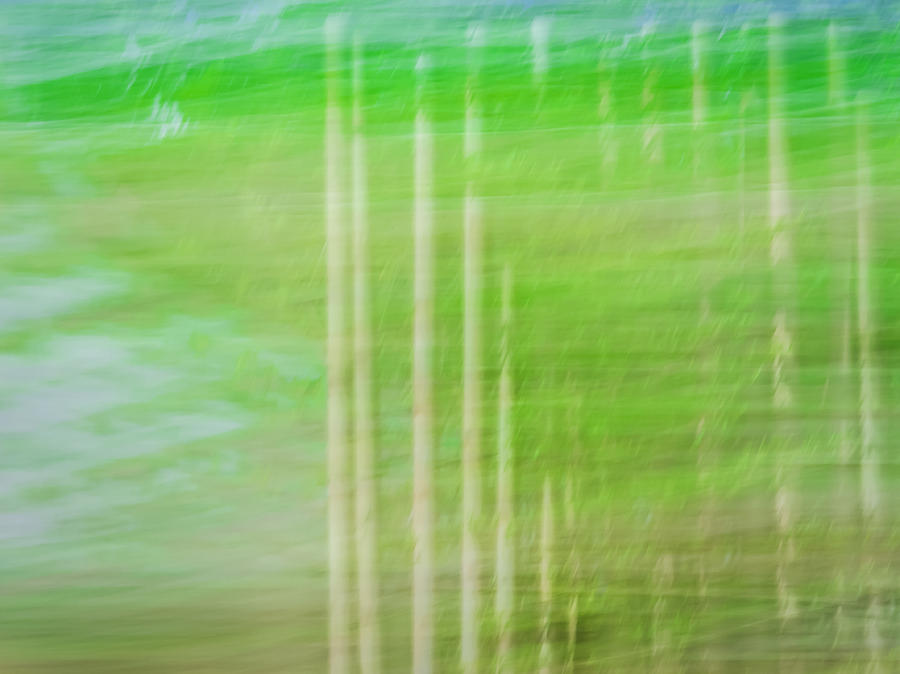 Abstract Photograph - Strokes of Nature by Carolyn Marshall