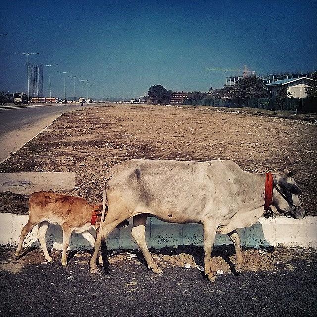 Cow Photograph - Stroll In The Street #travel #india by Sourav Saha