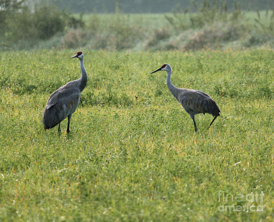 Strolling Cranes Photograph by Debbie Hart