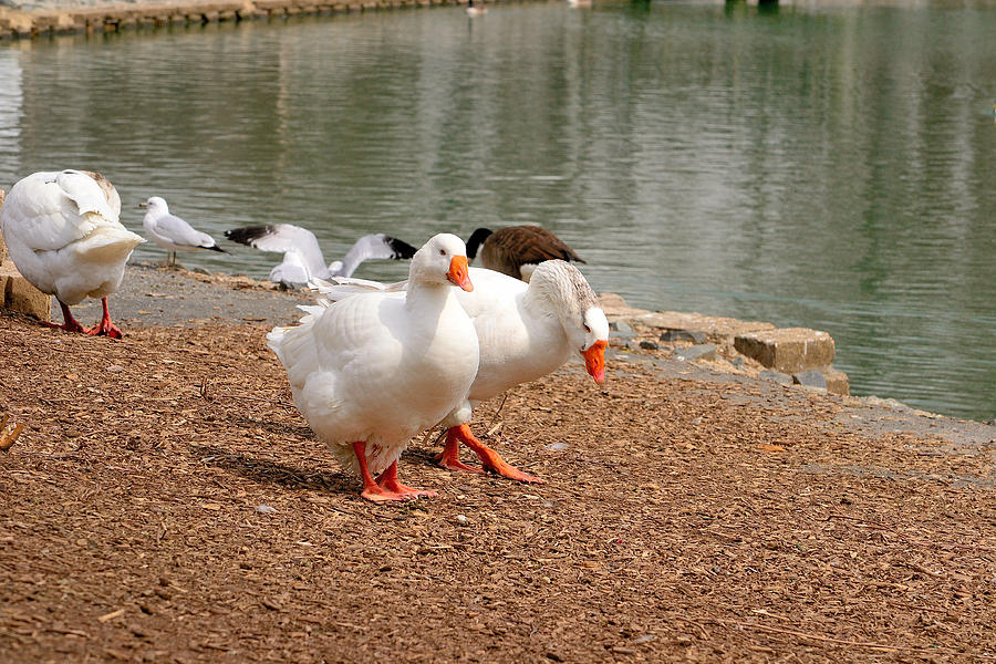 Geese Photograph - Strolling Geese 2 by Robert Gross