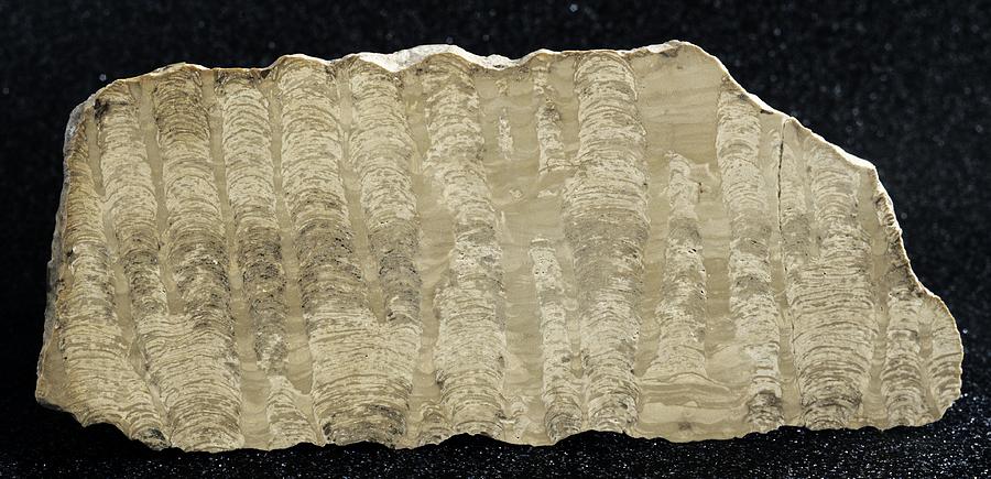 Prehistoric Photograph - Stromatolite by Science Photo Library