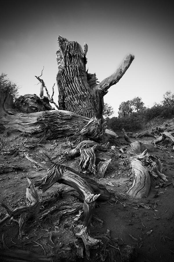 Strong Populus Photograph by Jason KS Leung